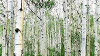 Aspen�